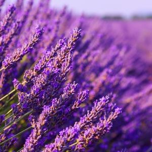 Meet your Posher, Sadie